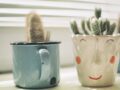 plantitas ideales para cuidar y tener en taza