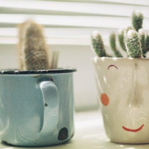 plantitas ideales para cuidar y tener en taza
