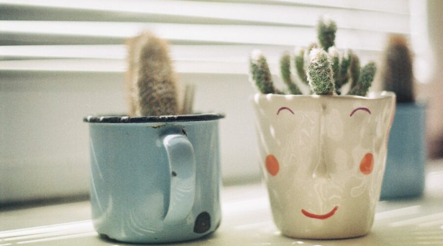 plantitas ideales para cuidar y tener en taza