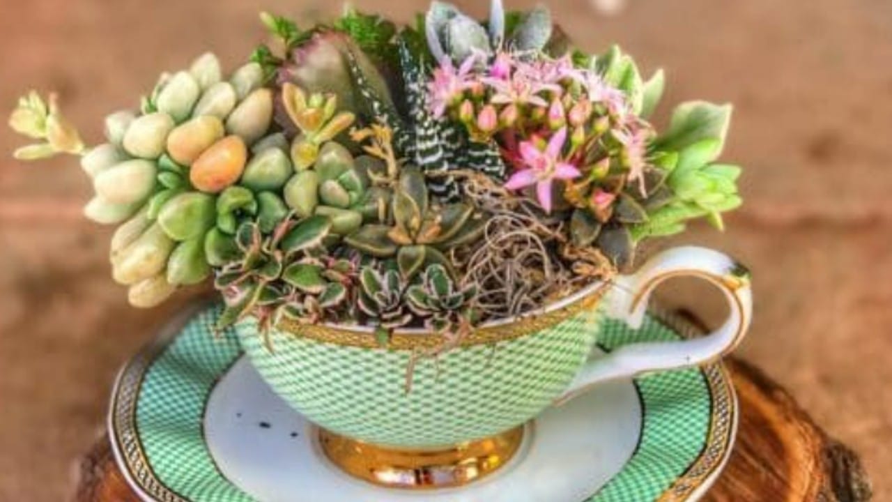 plantas para tener en una taza