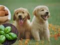 Limpia con huevo y albahaca para perros