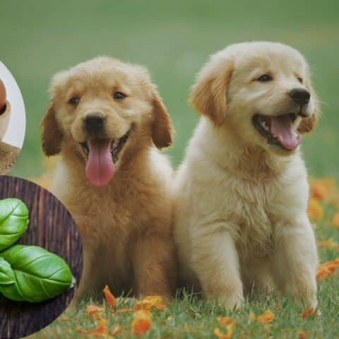 Limpia con huevo y albahaca para perros