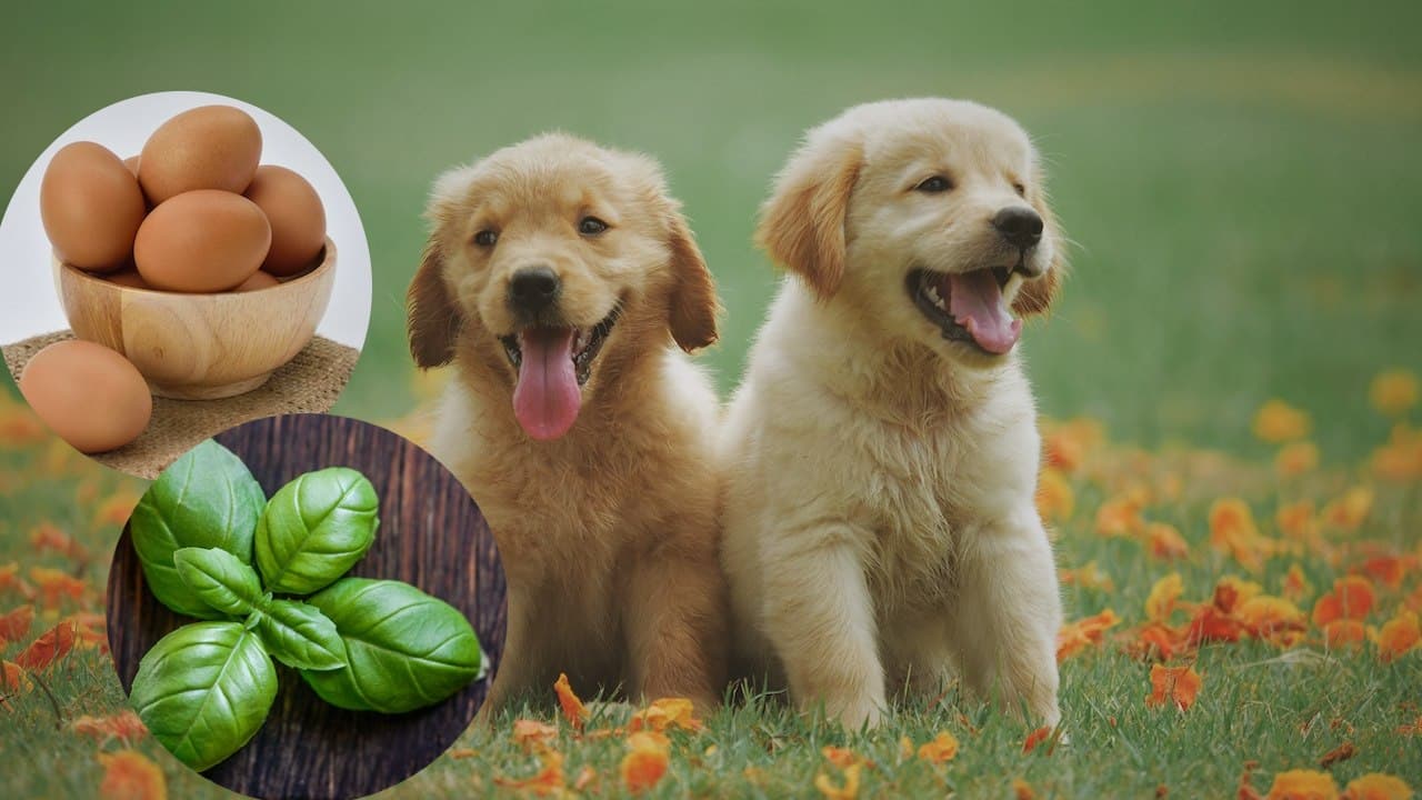 Limpia con huevo y albahaca para perros