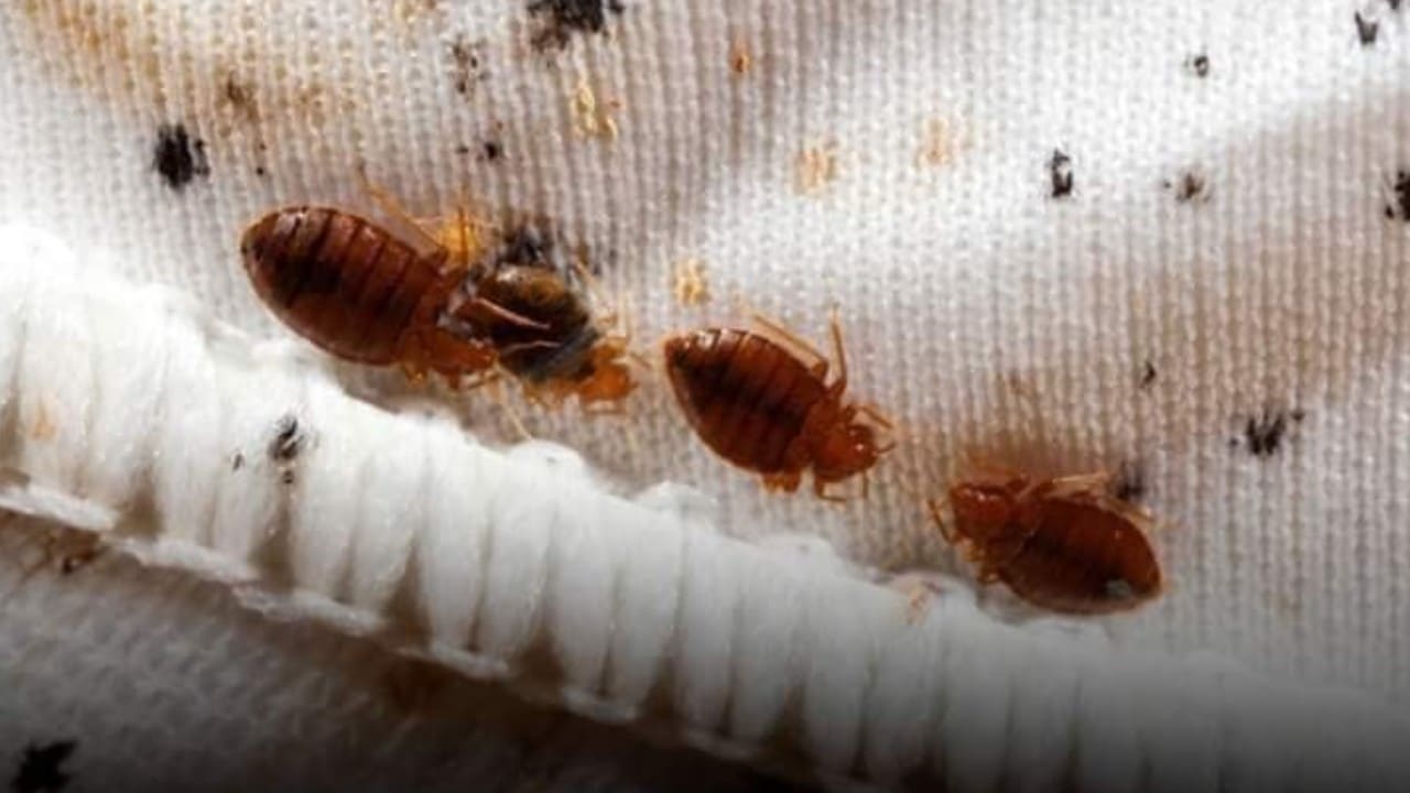 ingredientes que eliminarán a las chinches