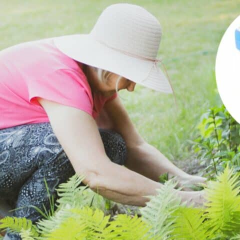 beneficios de la orina para tu jardín