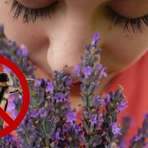 Fabuloso de lavanda para ahuyentar cucarachas