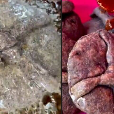 gordimuertas de maíz azul