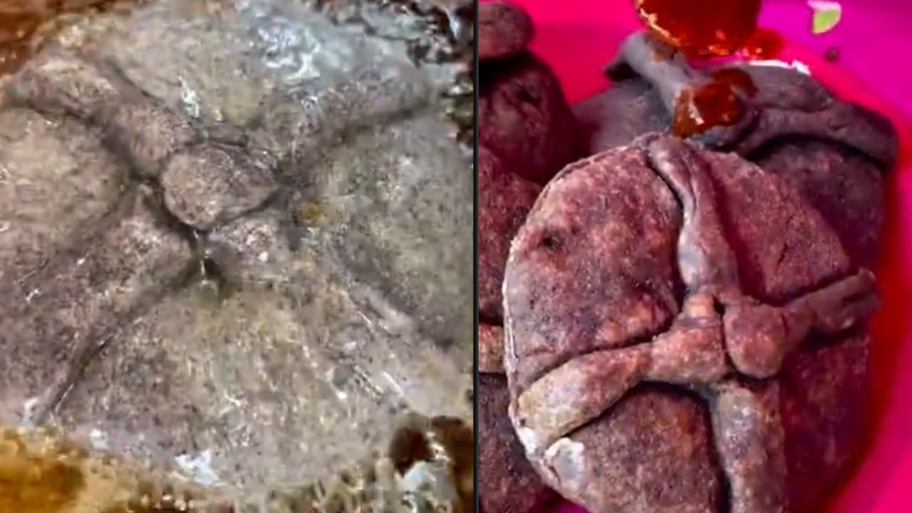 gordimuertas de maíz azul