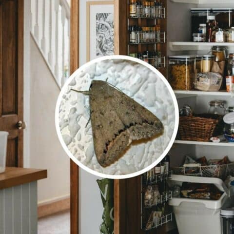 por que hay polillas