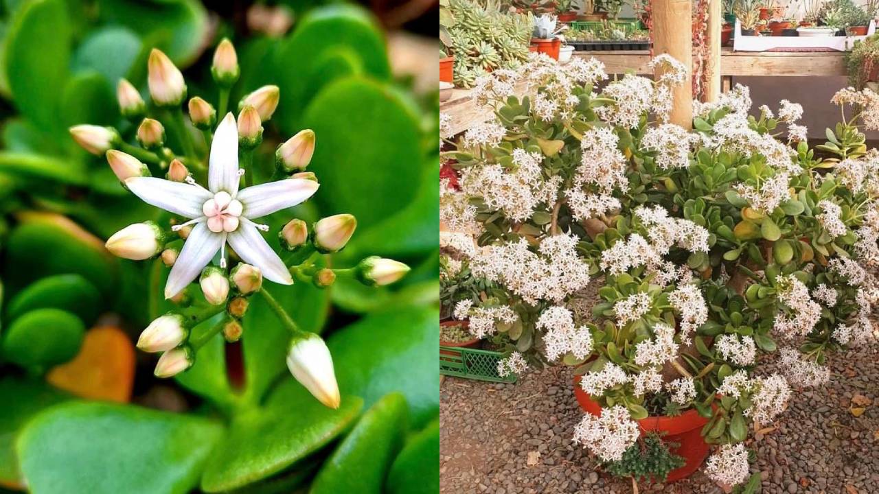 Por qué no florece mi árbol de jade