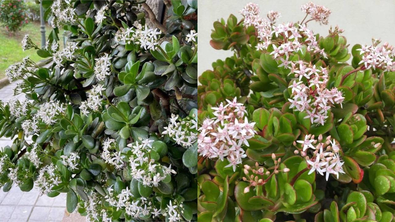 Por qué no florece mi árbol de jade