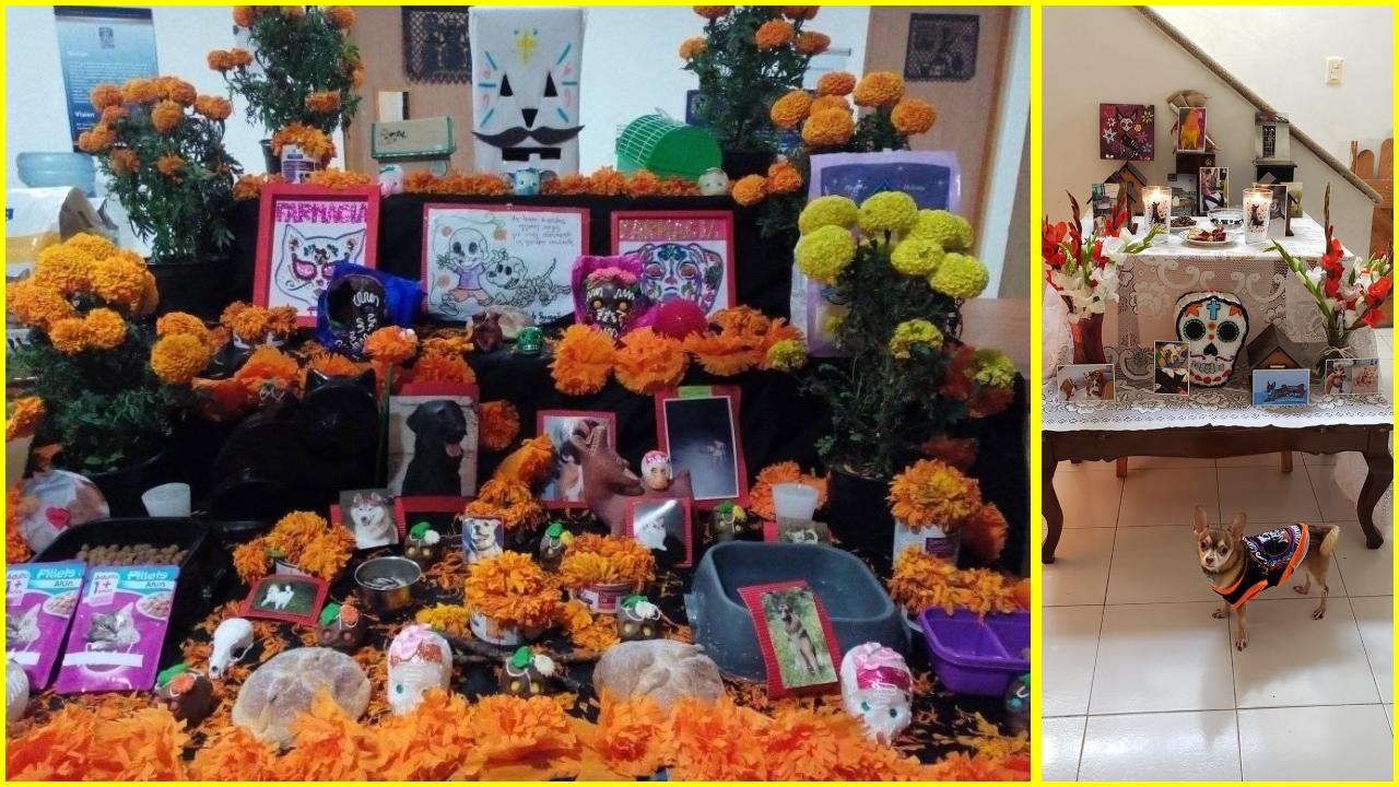 Ofrenda de Día de Muertos a las mascotas
