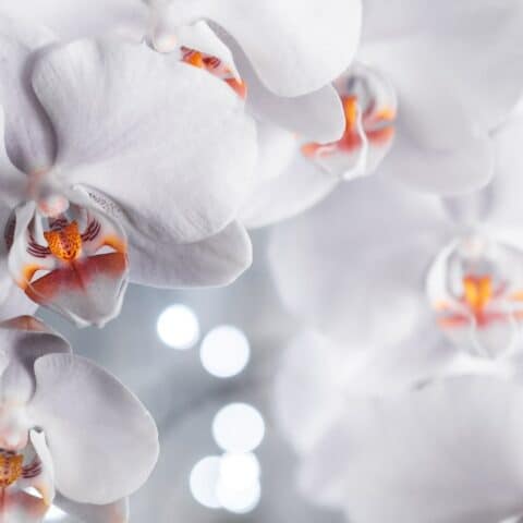 qué hacer cuando se secan las raíces de las orquídeas