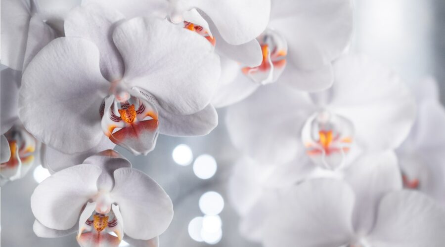 qué hacer cuando se secan las raíces de las orquídeas