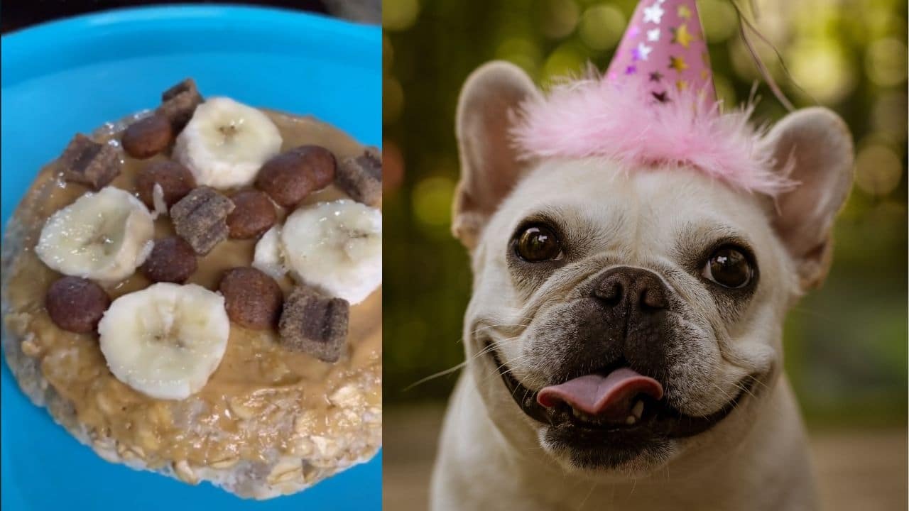 receta de pastel para perro