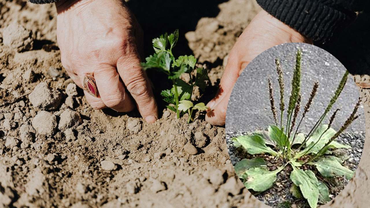 acabar con la hierba