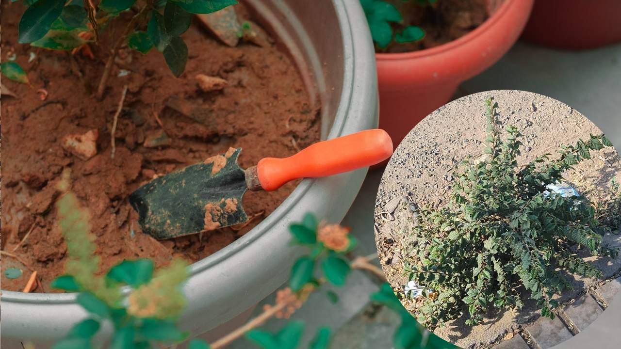 deshacerte de la hierba mala