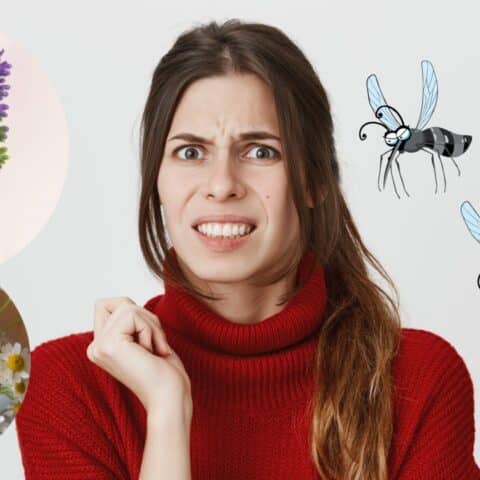 Repelente casero de manzanilla y lavanda