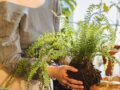 senales debes trasplantar planta