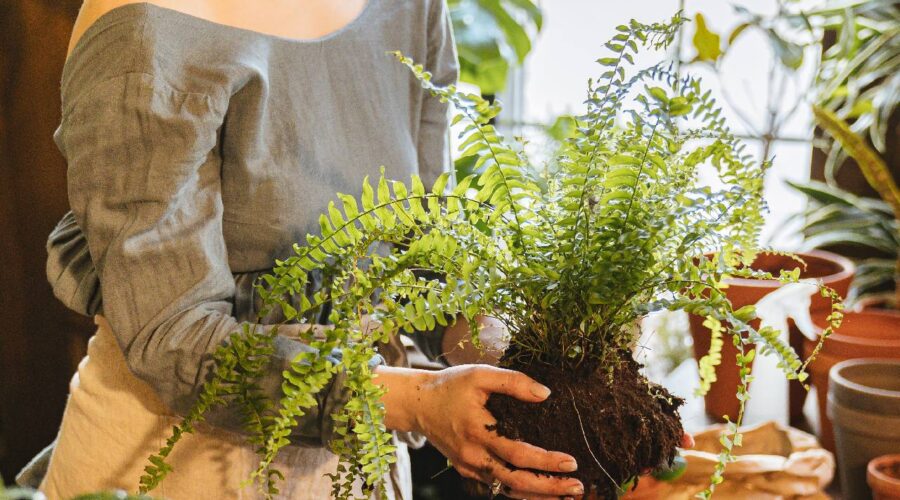 senales debes trasplantar planta