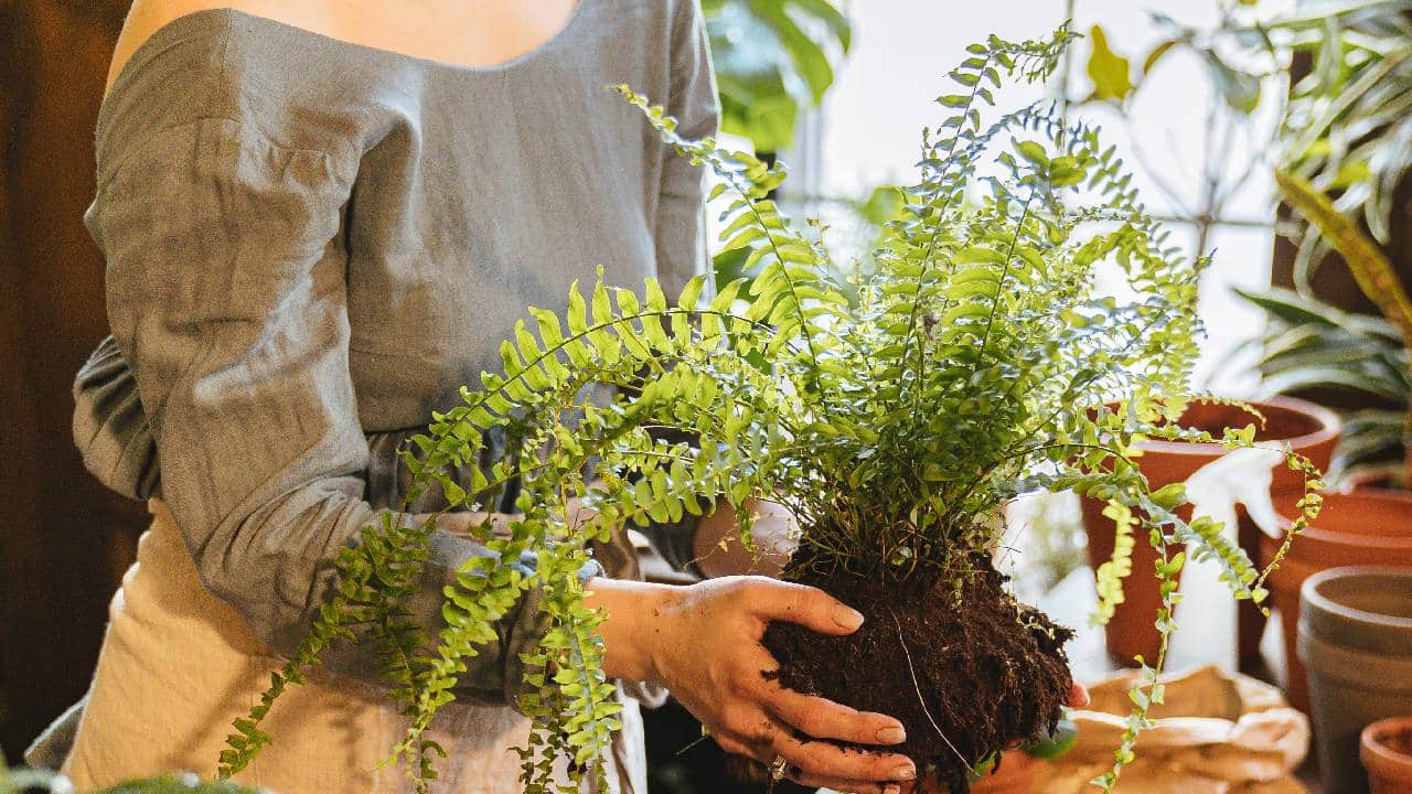 senales debes trasplantar planta