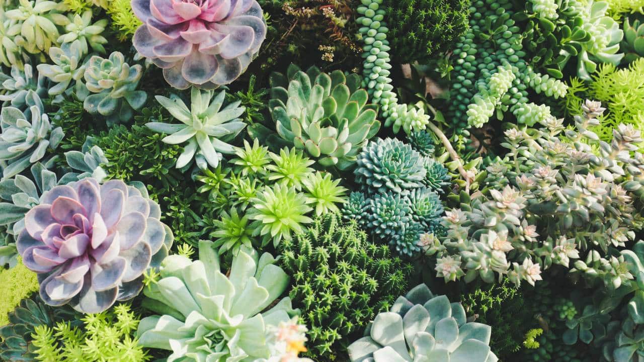 Suculentas de interior que son venenosas