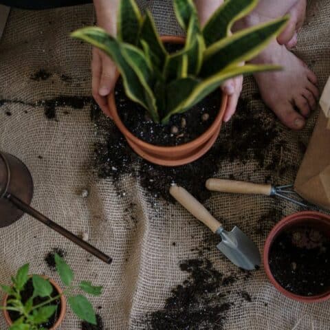 Recuperar la tierra vieja de tus macetas