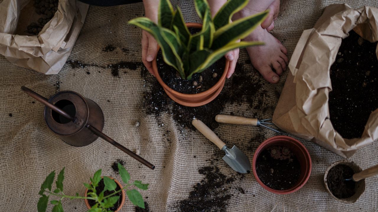 Recuperar la tierra vieja de tus macetas