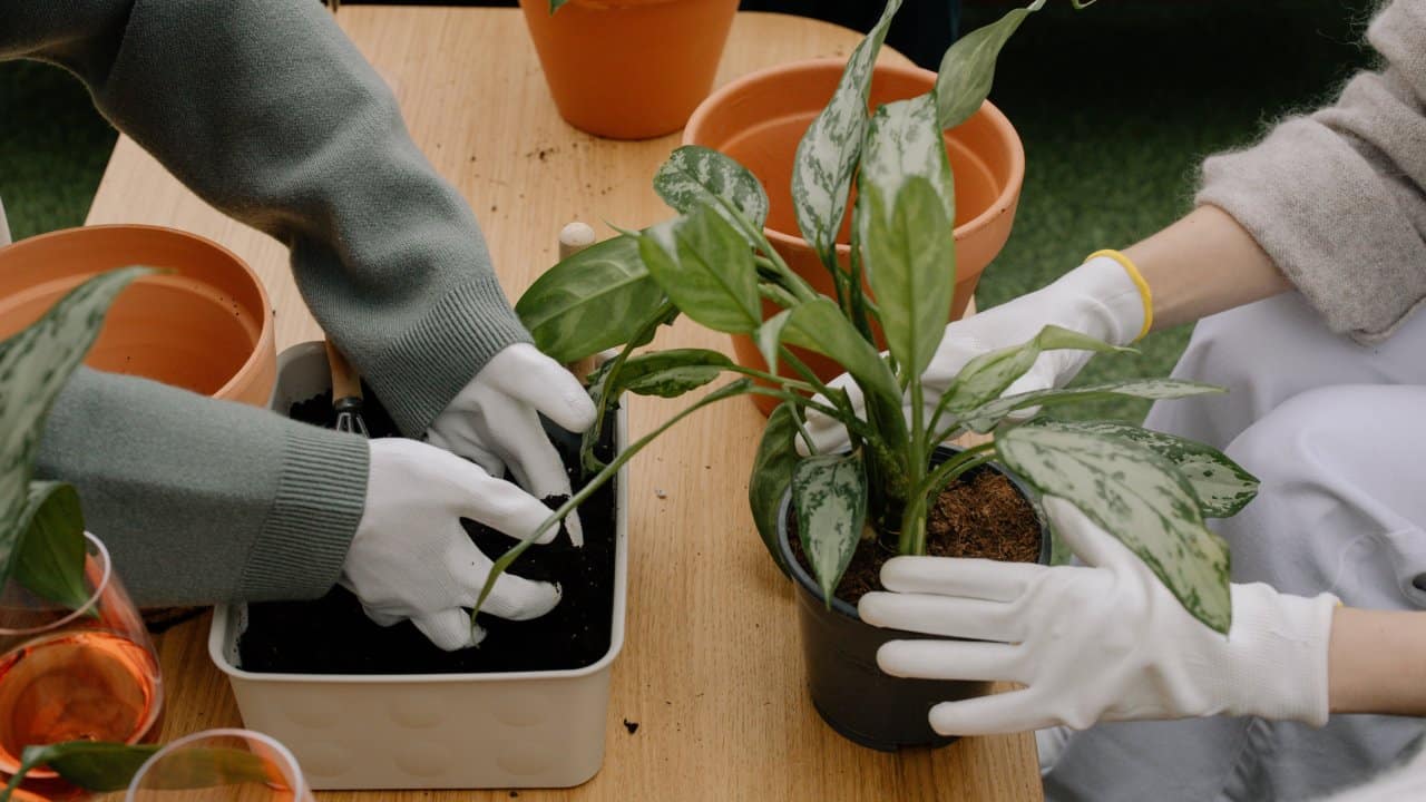 Recuperar la tierra vieja de tus macetas