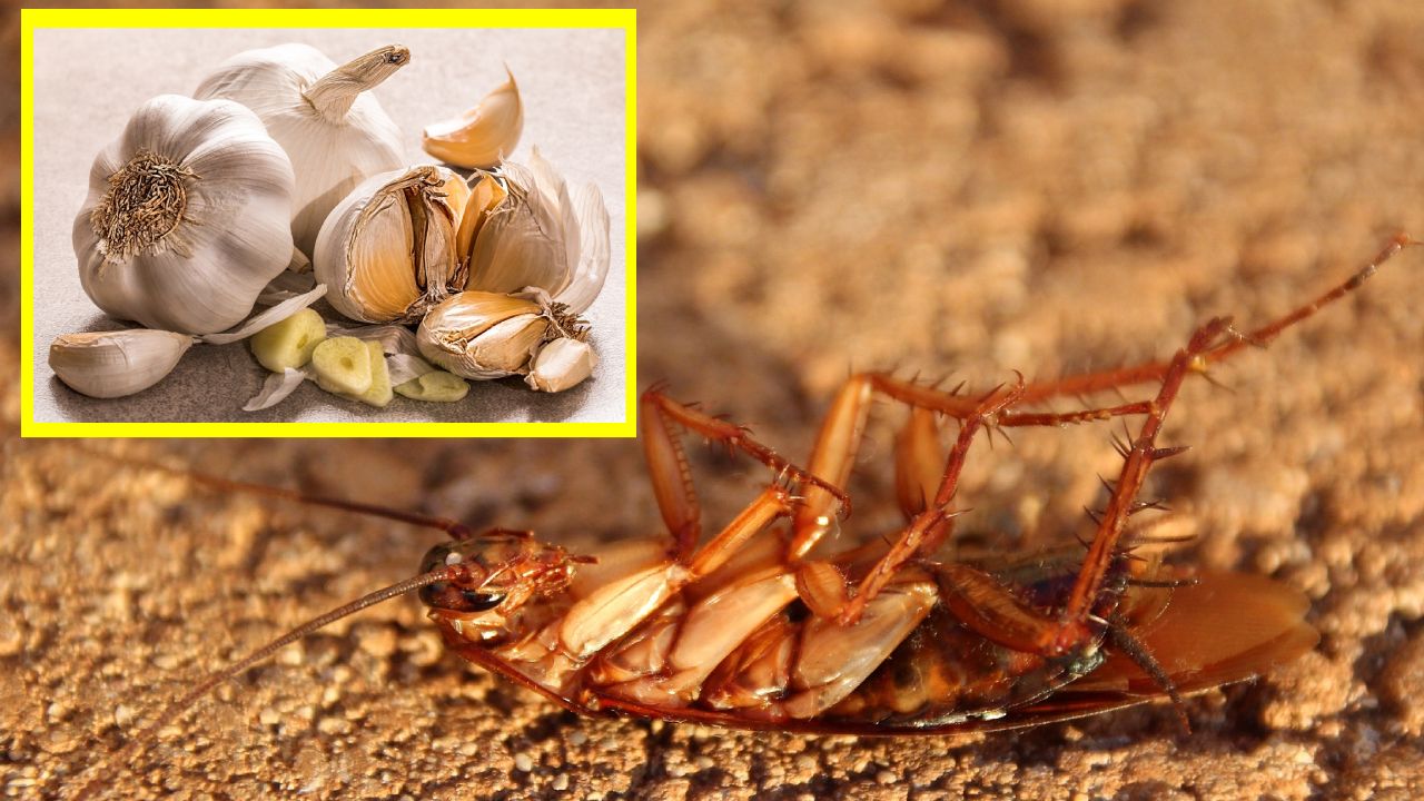 Ajo para eliminar cucarachas