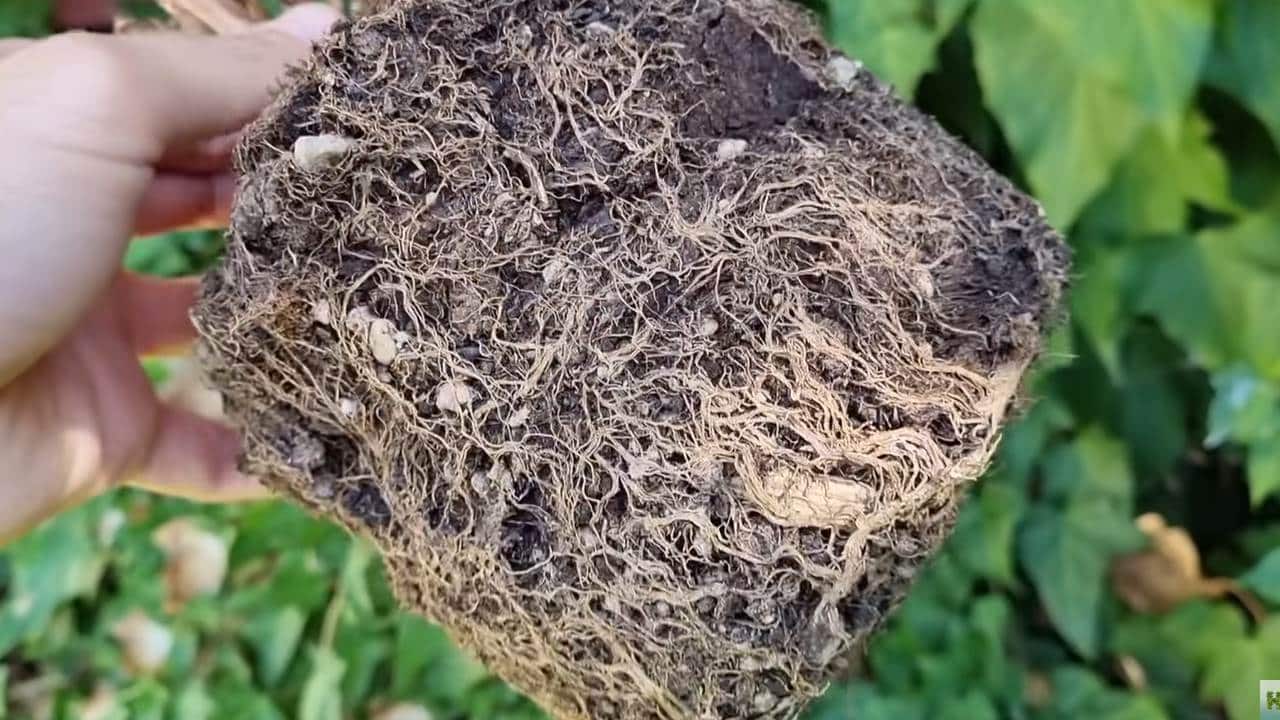 tierra vieja de las macetas