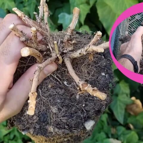 revitalizar la tierra de tus macetas y el jardín