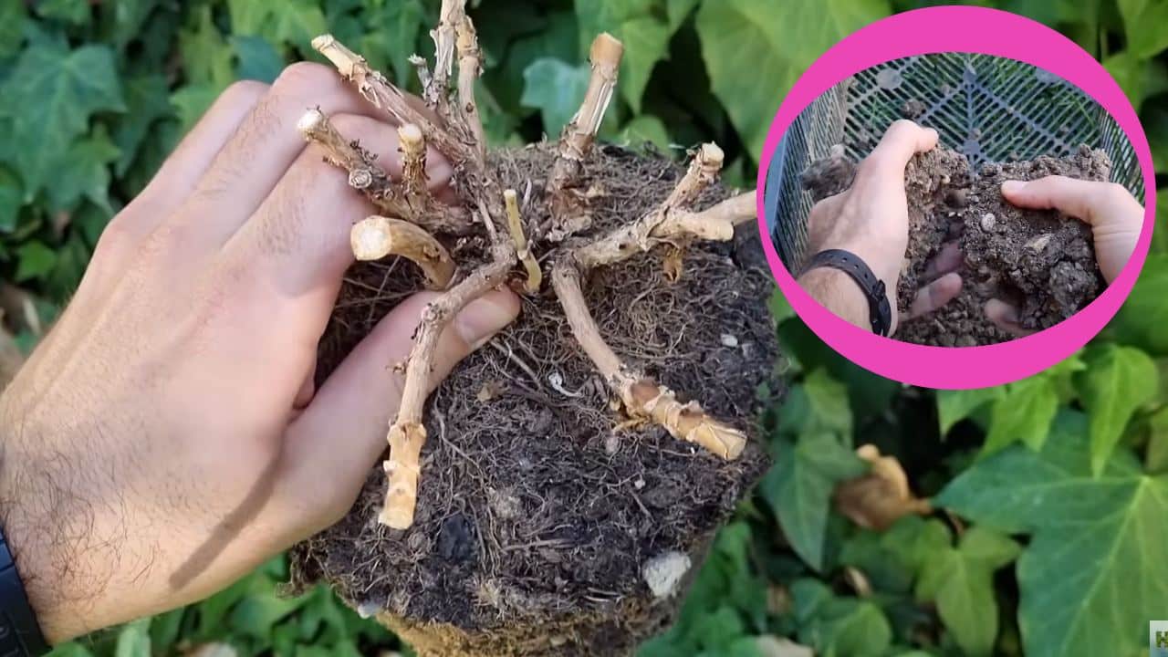 revitalizar la tierra de tus macetas y el jardín