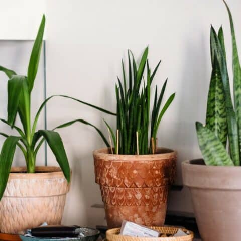 lengua de suegra no se seque en otoño