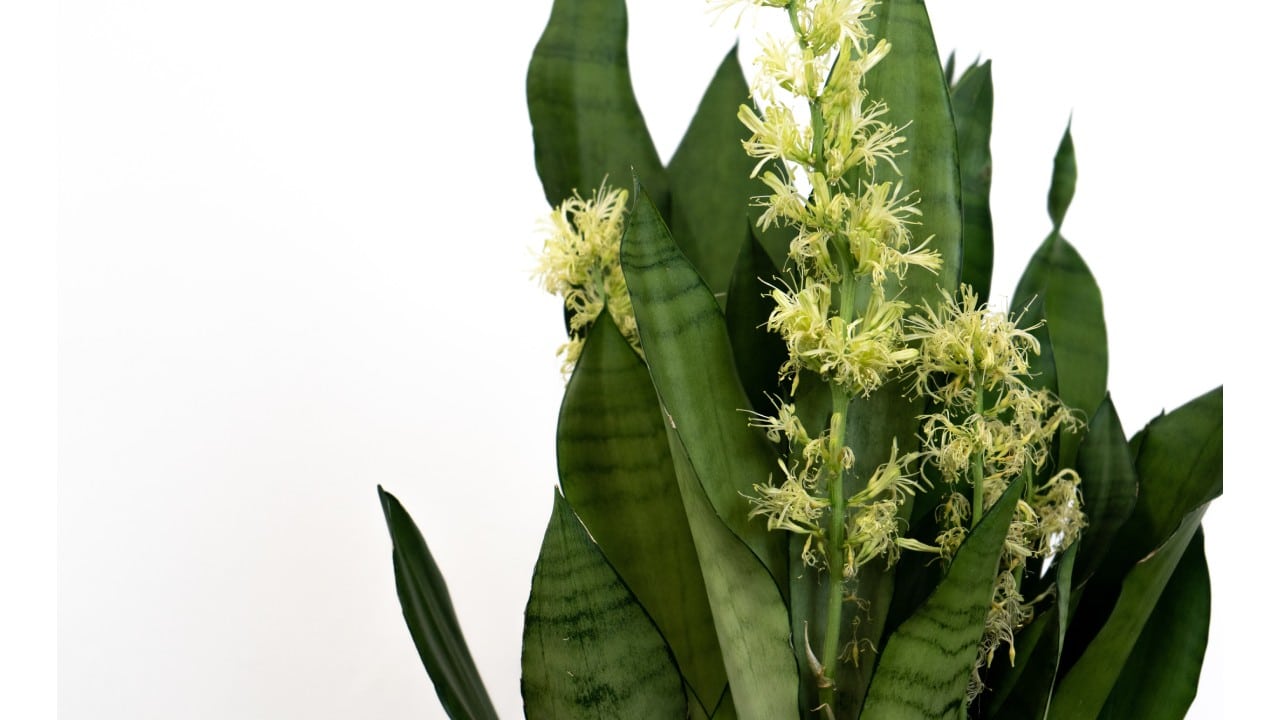lengua de suegra no se seque en otoño