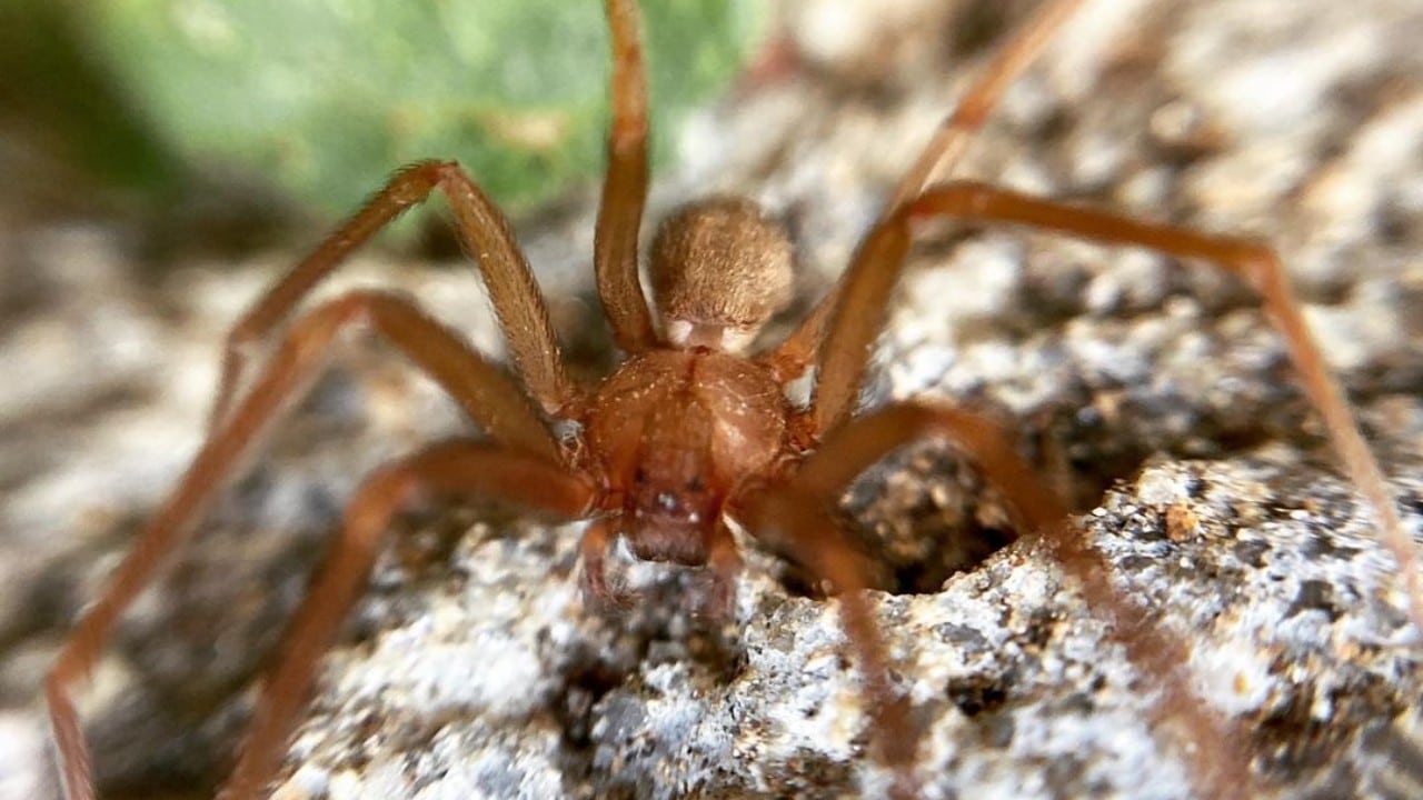 Condiciones que atraen a las arañas violinistas