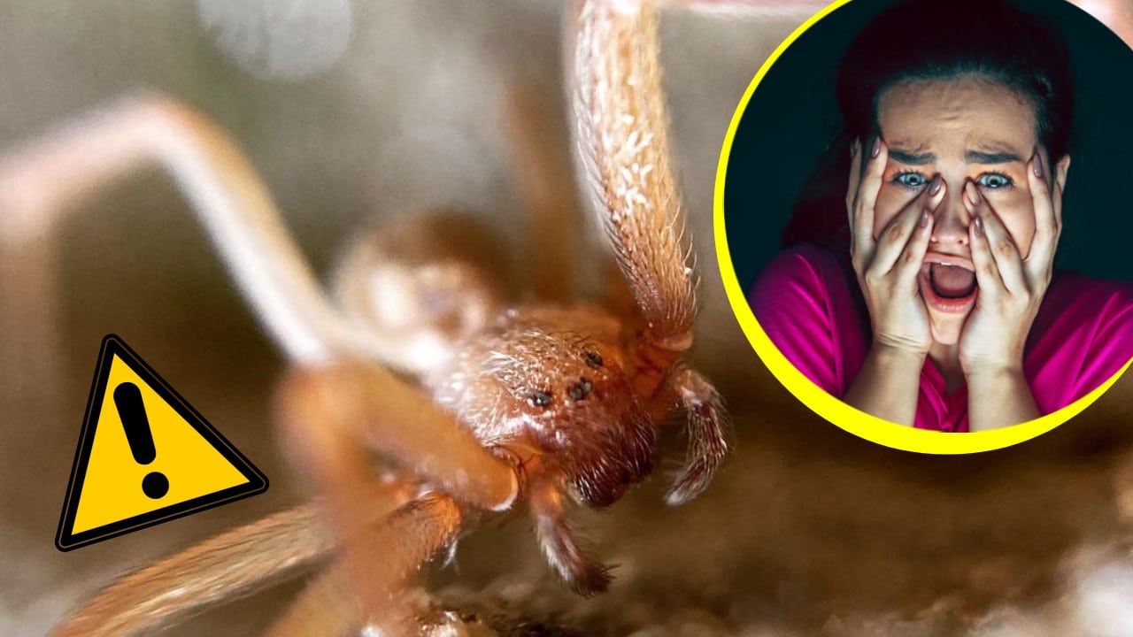 Condiciones que atraen a las arañas violinistas