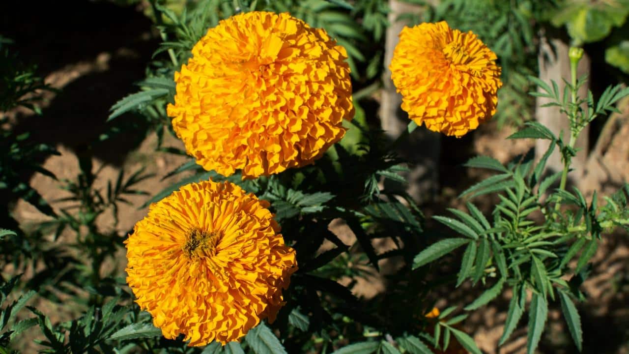 cempasúchil no se marchite