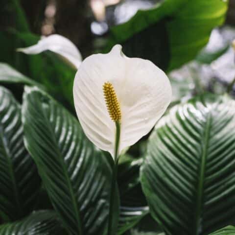 Trucos para hacer florecer tu cuna de Moisés