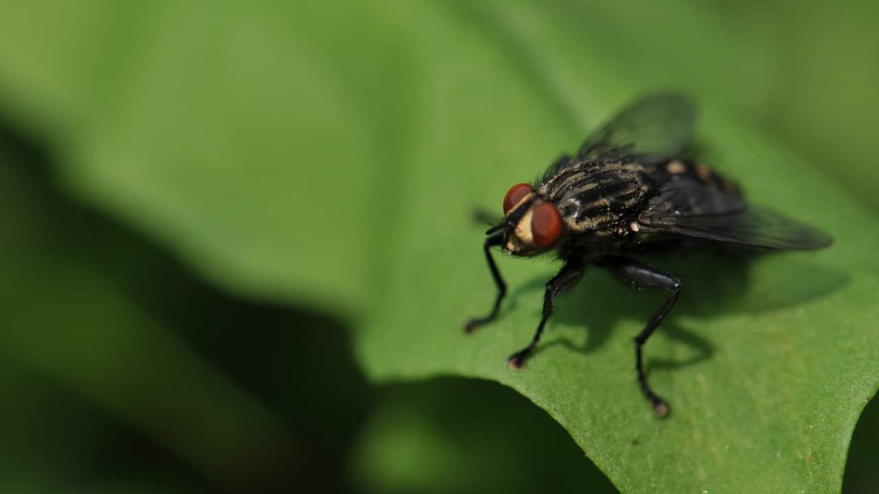 origen de la expresión ‘por si las moscas’