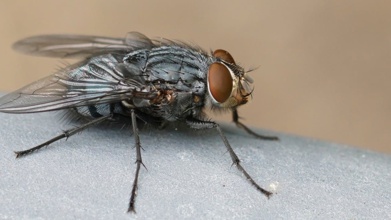 origen de la expresión ‘por si las moscas’