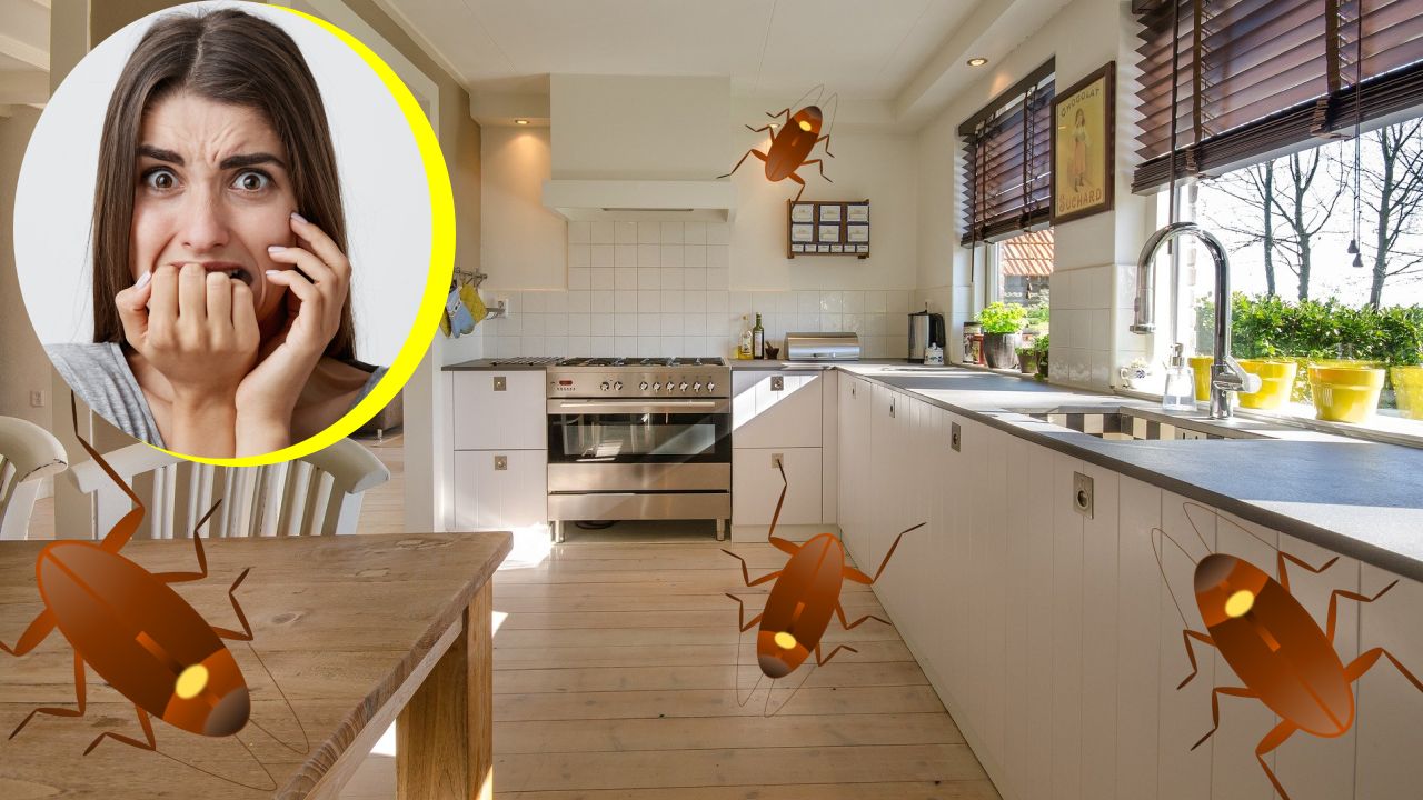 Métodos para eliminar nidos de cucarachas