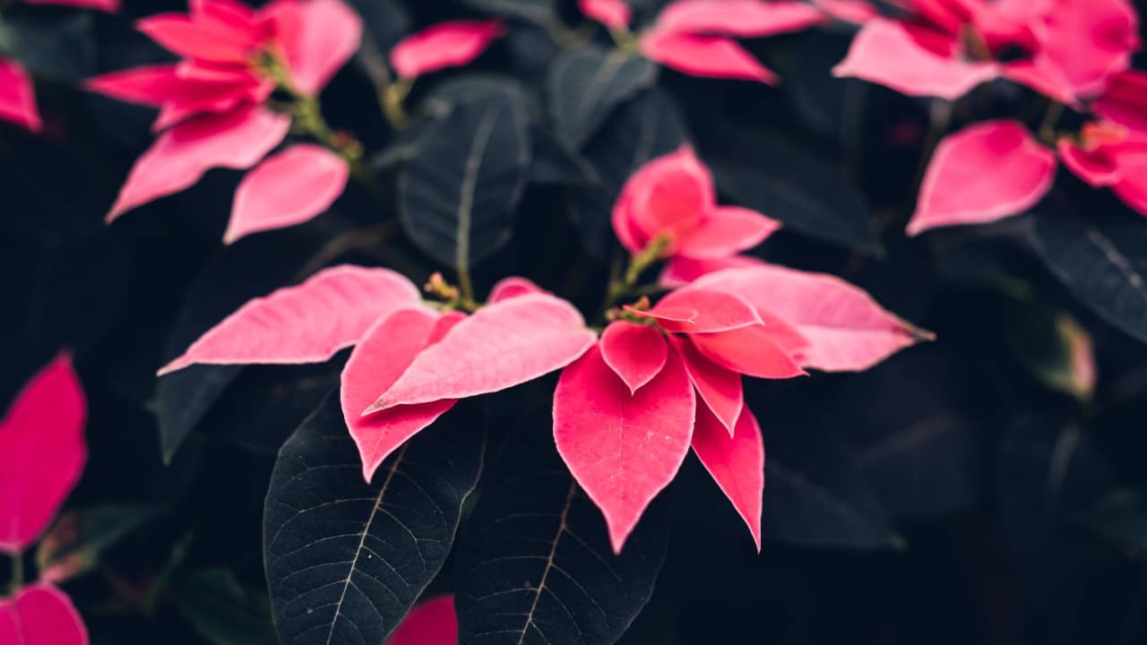 Pastillas vitaminadas para cempasúchil y nochebuena