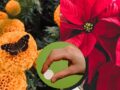 Pastillas vitaminadas para cempasúchil y nochebuena