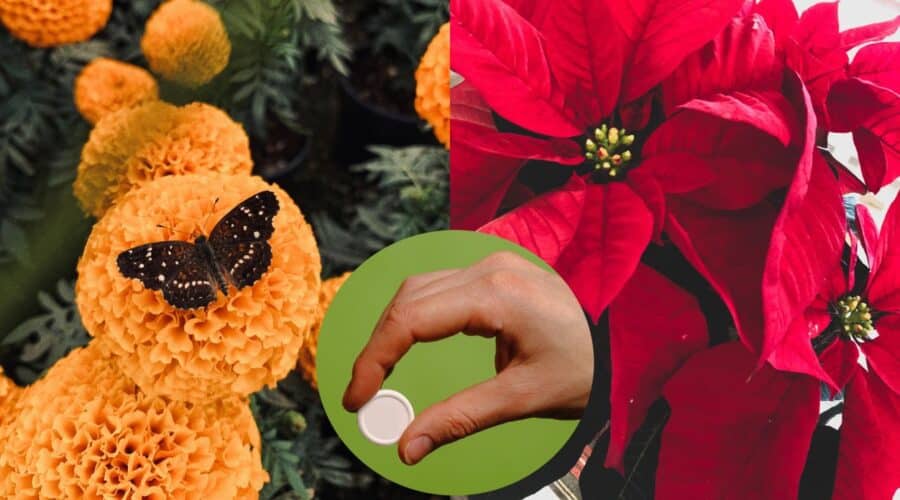 Pastillas vitaminadas para cempasúchil y nochebuena