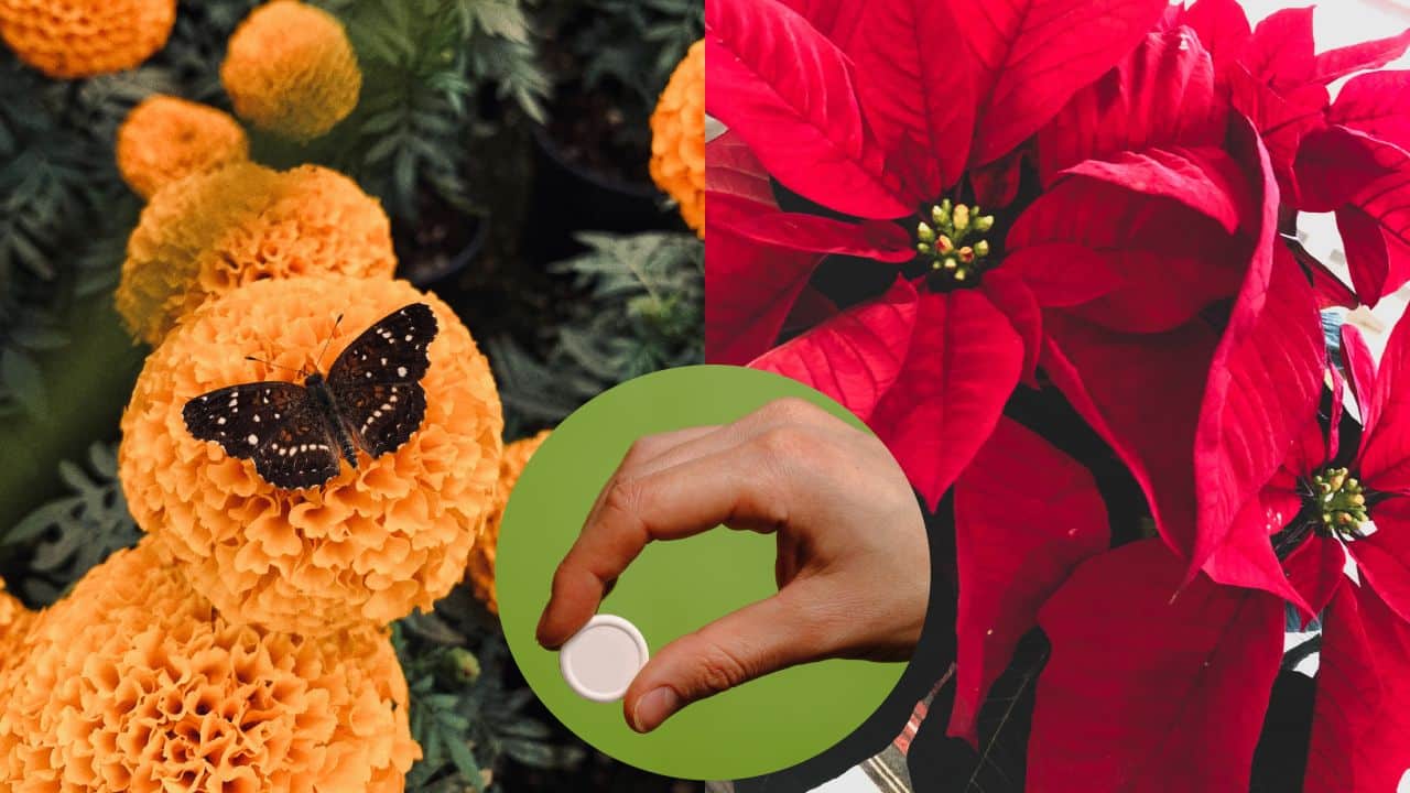 Pastillas vitaminadas para cempasúchil y nochebuena