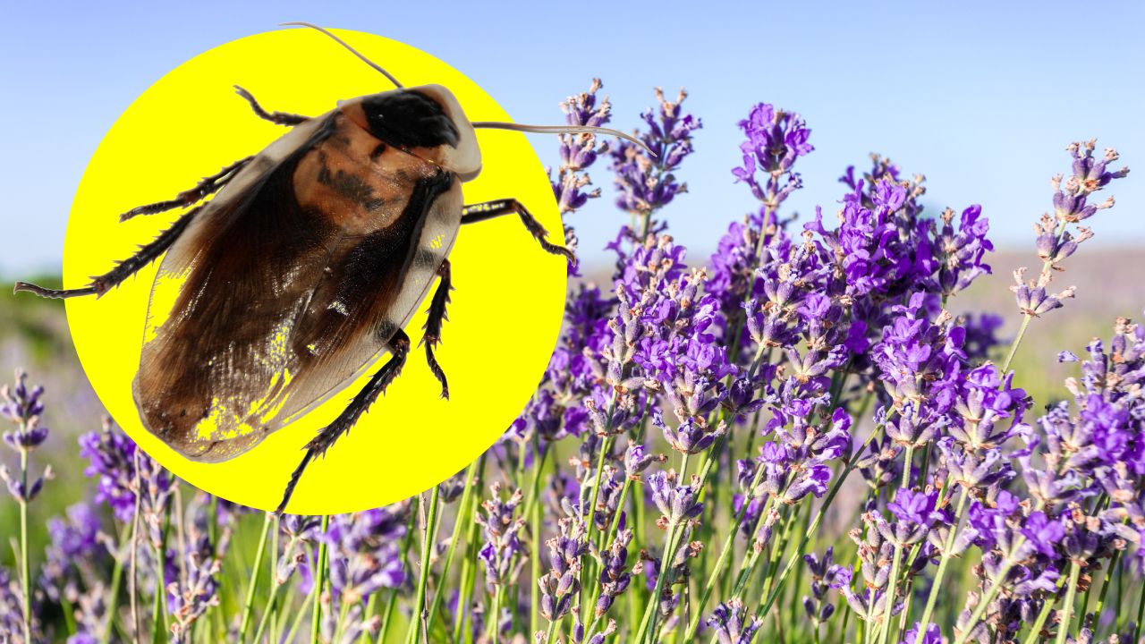 Plantas para ahuyentar cucarachas