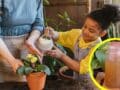 plátanos maduros para hacer florecer tus plantas