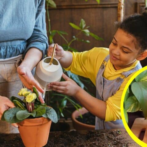 plátanos maduros para hacer florecer tus plantas