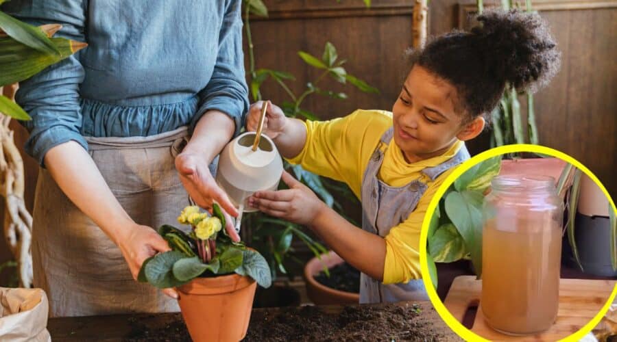 plátanos maduros para hacer florecer tus plantas